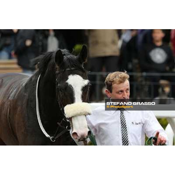 Vedelago and his groom after winning the Premio Gentlewave Rome - Capannelle racecourse,1st april 2013 ph.Stefano Grasso