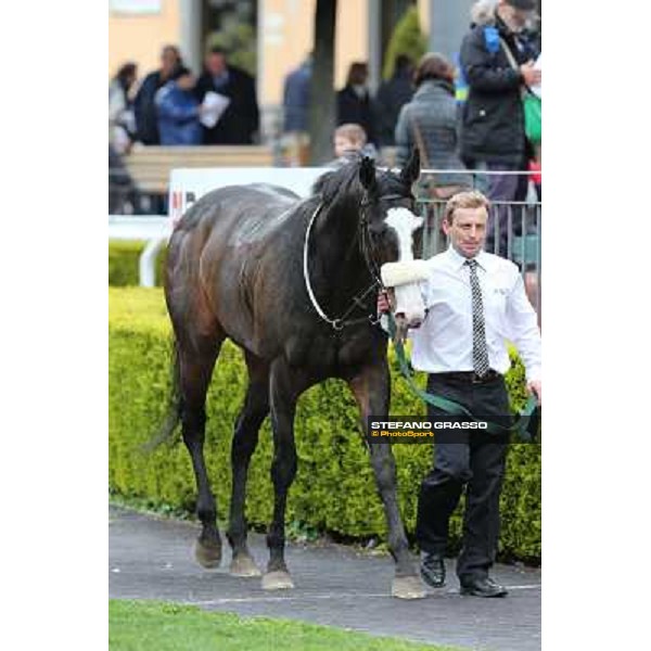 Vedelago and his groom after winning the Premio Gentlewave Rome - Capannelle racecourse,1st april 2013 ph.Stefano Grasso