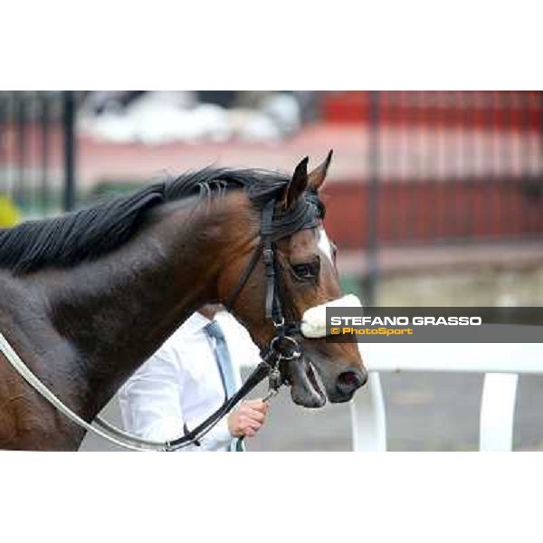 Wish Come True after winning the Premio San Giuseppe Rome - Capannelle racecourse,1st april 2013 ph.Stefano Grasso