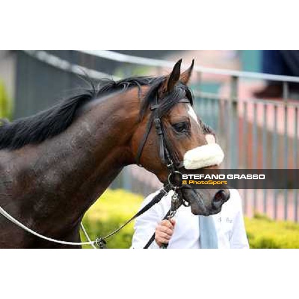 Wish Come True after winning the Premio San Giuseppe Rome - Capannelle racecourse,1st april 2013 ph.Stefano Grasso