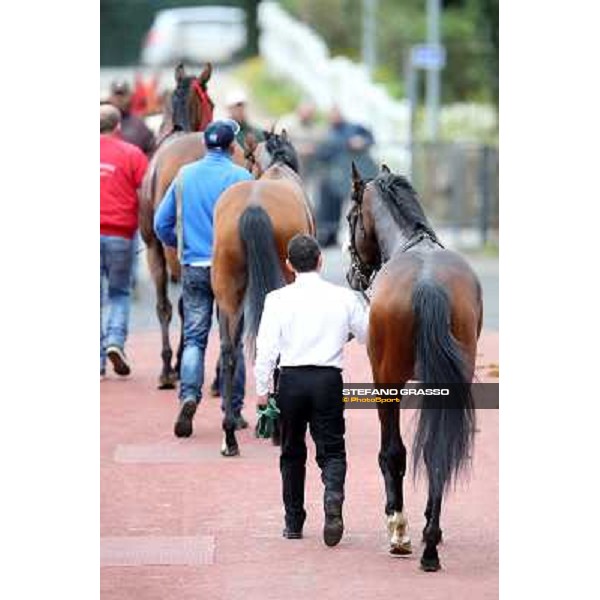 Wish Come True after winning the Premio San Giuseppe Rome - Capannelle racecourse,1st april 2013 ph.Stefano Grasso