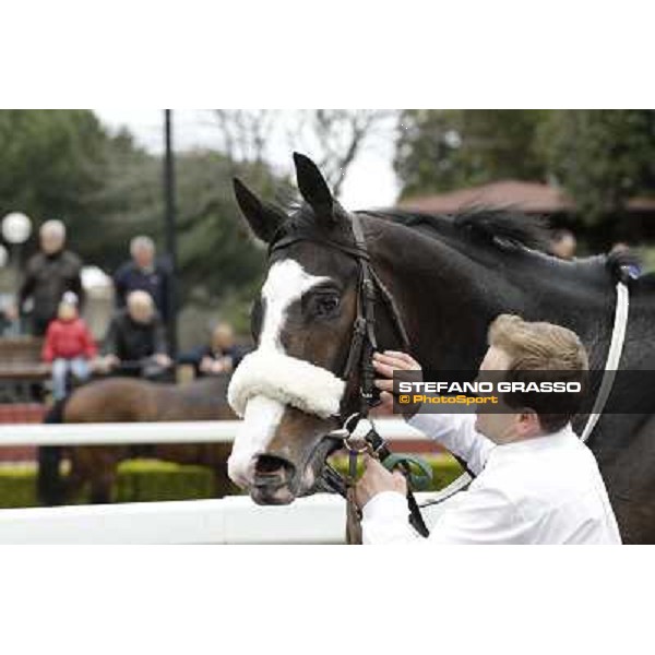 Vedelago and his groom after winning the Premio Gentlewave Rome - Capannelle racecourse,1st april 2013 ph.Stefano Grasso
