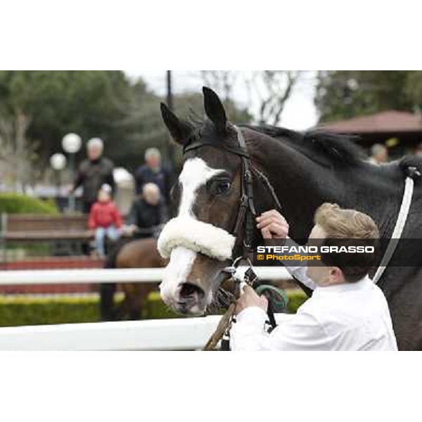 Vedelago and his groom after winning the Premio Gentlewave Rome - Capannelle racecourse,1st april 2013 ph.Stefano Grasso