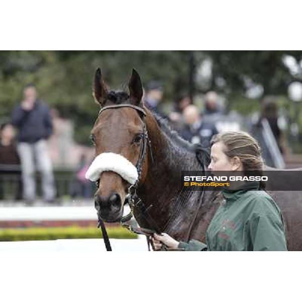 Principe Adepto - Premio Gentlewave Rome - Capannelle racecourse,1st april 2013 ph.Stefano Grasso
