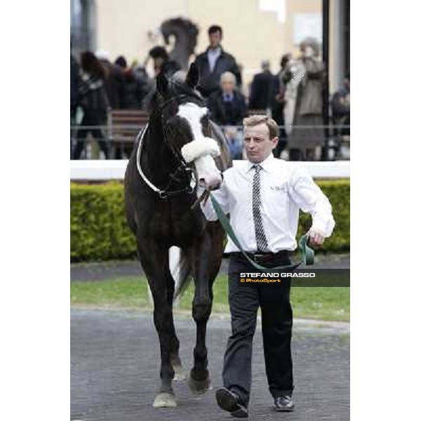 Vedelago before winning the Premio Gentlewave Rome - Capannelle racecourse,1st april 2013 ph.Stefano Grasso