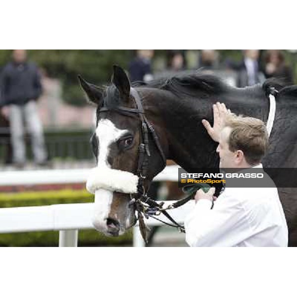 Vedelago before winning the Premio Gentlewave Rome - Capannelle racecourse,1st april 2013 ph.Stefano Grasso