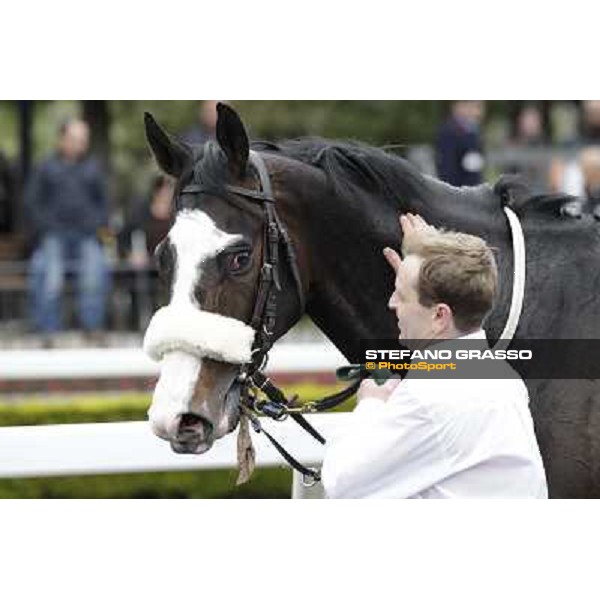 Vedelago before winning the Premio Gentlewave Rome - Capannelle racecourse,1st april 2013 ph.Stefano Grasso