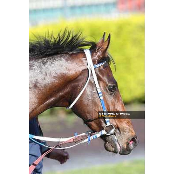 Lodovico Il Moro after winning the Premio Daumier Rome - Capannelle racecourse,7th april 2013 ph.Stefano Grasso