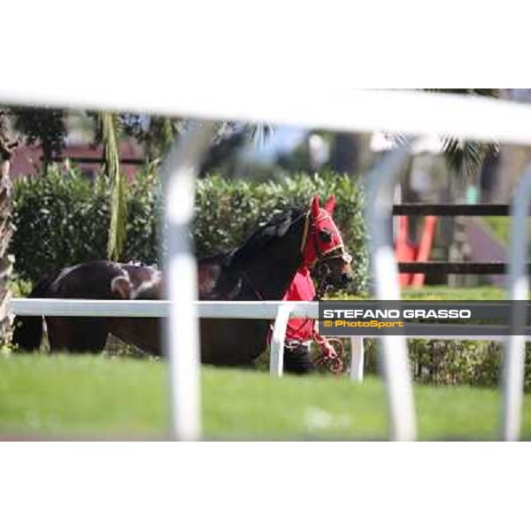 Regina Mundi Rome - Capannelle racecourse,7th april 2013 ph.Stefano Grasso