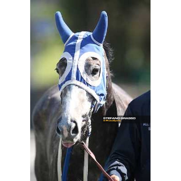Dark Ray Rome - Capannelle racecourse,7th april 2013 ph.Stefano Grasso