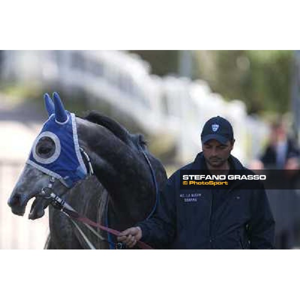 Dark Ray Rome - Capannelle racecourse,7th april 2013 ph.Stefano Grasso