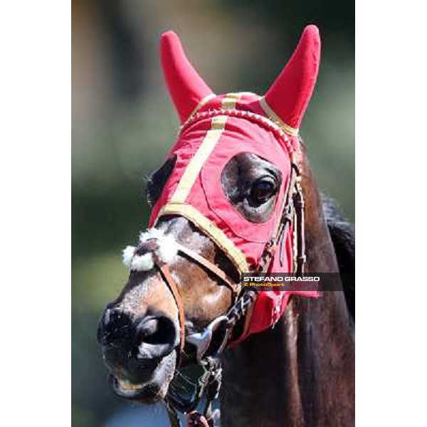 Regina Mundi and Salvatore Sulas Rome - Capannelle racecourse,7th april 2013 ph.Stefano Grasso