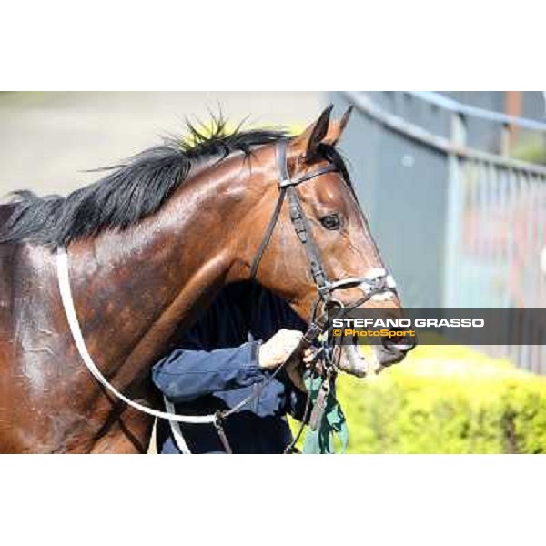 Pattaya Rome - Capannelle racecourse,7th april 2013 ph.Stefano Grasso