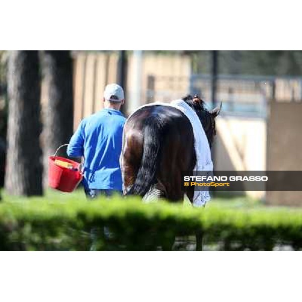 Returning home after the race Rome - Capannelle racecourse,7th april 2013 ph.Stefano Grasso