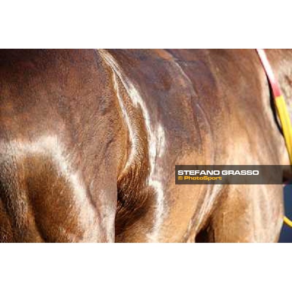a close up for a horse returning home after the race Rome - Capannelle racecourse,7th april 2013 ph.Stefano Grasso