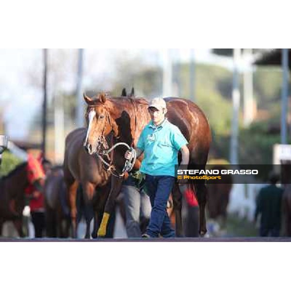 Horses in the saddling area Rome - Capannelle racecourse,7th april 2013 ph.Stefano Grasso