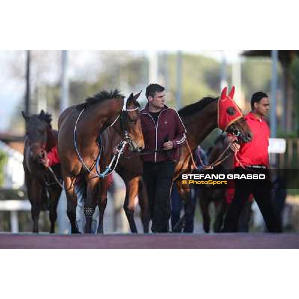 Horses in the saddling area Rome - Capannelle racecourse,7th april 2013 ph.Stefano Grasso