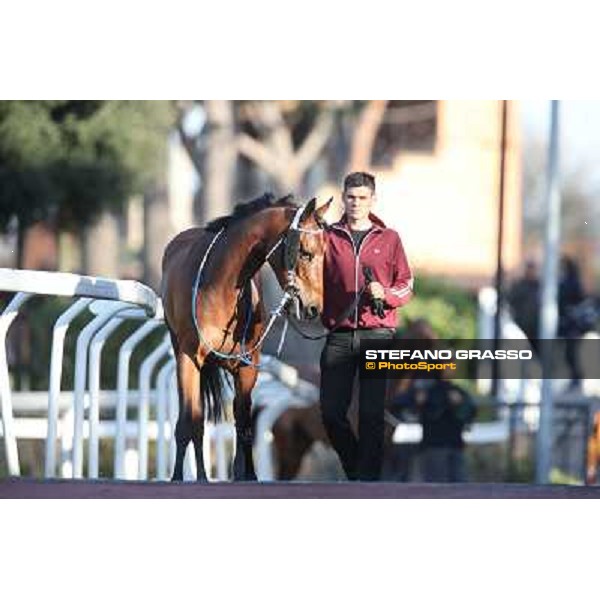 Horses in the saddling area Rome - Capannelle racecourse,7th april 2013 ph.Stefano Grasso