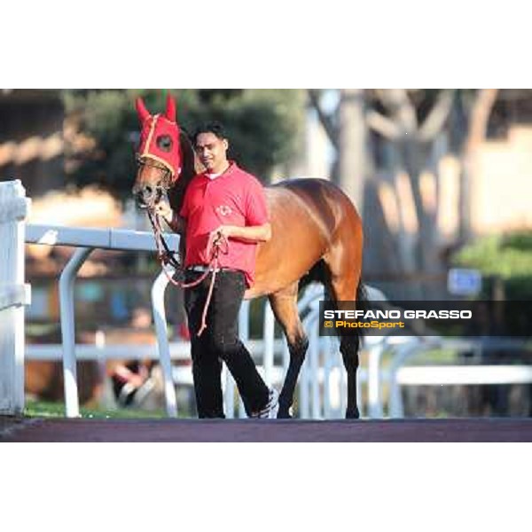 Horses in the saddling area Rome - Capannelle racecourse,7th april 2013 ph.Stefano Grasso