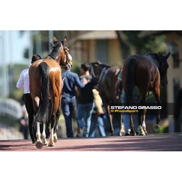 The horses return home after the race Rome - Capannelle racecourse,14th april 2013 ph.Stefano Grasso