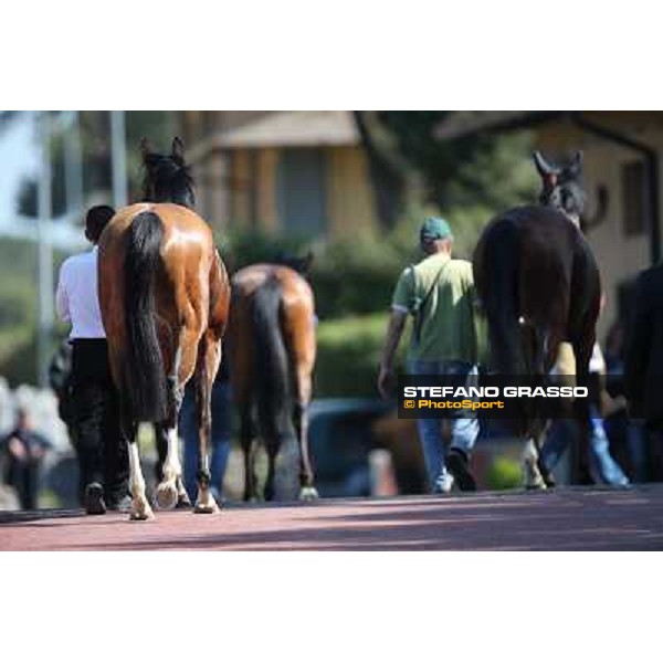 The horses return home after the race Rome - Capannelle racecourse,14th april 2013 ph.Stefano Grasso