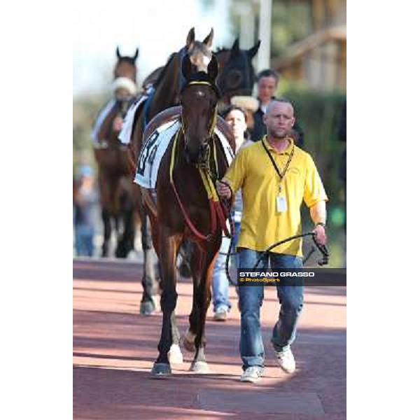 Clorofilla Rome - Capannelle racecourse,14th april 2013 ph.Stefano Grasso