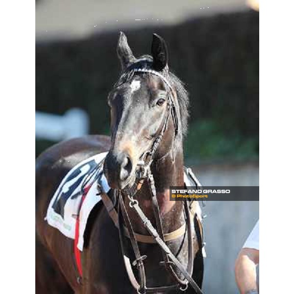 Killachy Loose Rome - Capannelle racecourse,14th april 2013 ph.Stefano Grasso
