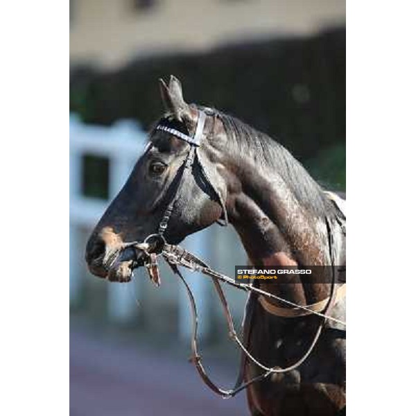 Killachy Loose Rome - Capannelle racecourse,14th april 2013 ph.Stefano Grasso