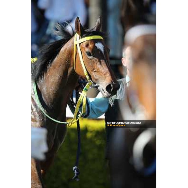 Bettolle returns home after winning the Premio Carlo Chiesa - Trofeo Jill Pratt Rome - Capannelle racecourse,14th april 2013 ph.Stefano Grasso