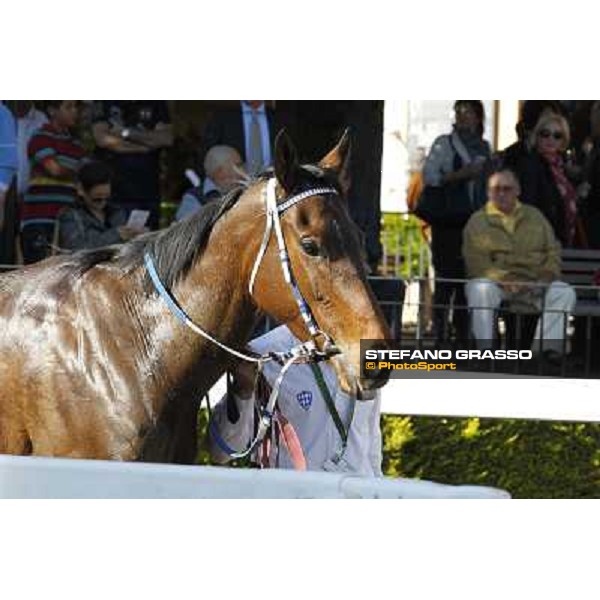 Noble Hachy Rome - Capannelle racecourse,14th april 2013 ph.Stefano Grasso