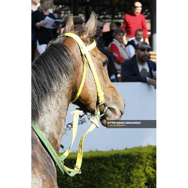 Bettolle Rome - Capannelle racecourse,14th april 2013 ph.Stefano Grasso
