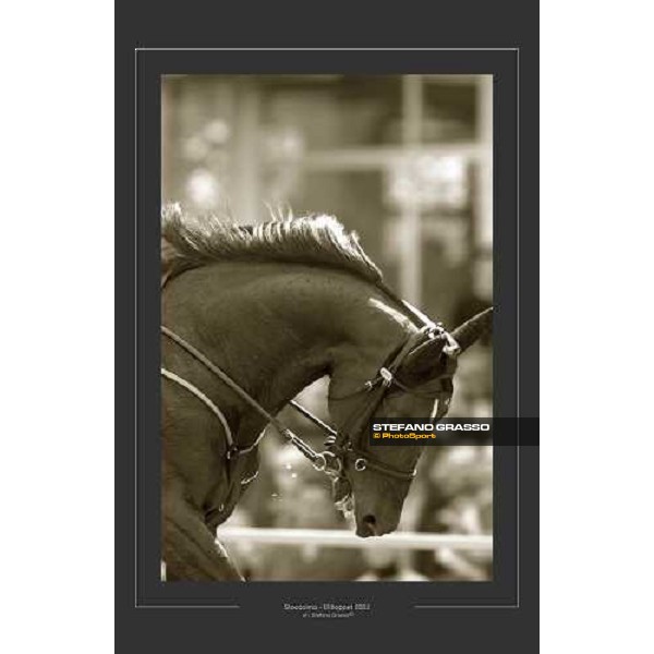 Varenne - Stoccolma - Elitloppet 2002 ph. Stefano Grasso