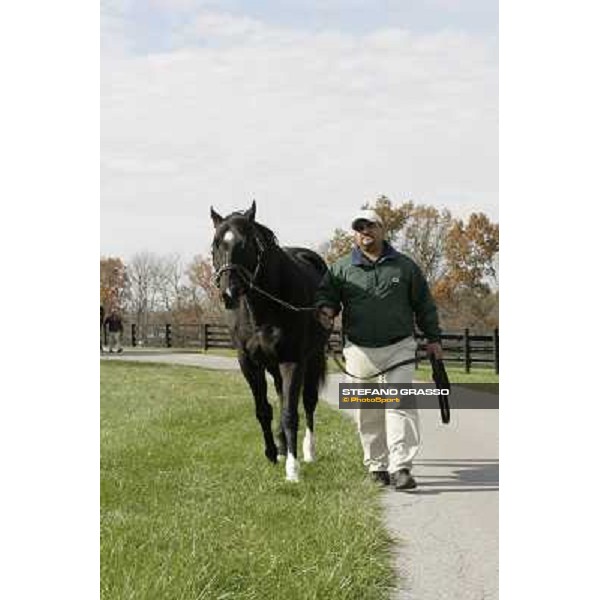Storm Cat Overbrook Farm Lexington (KY), 6th nov.2006 ph.Stefano Grasso