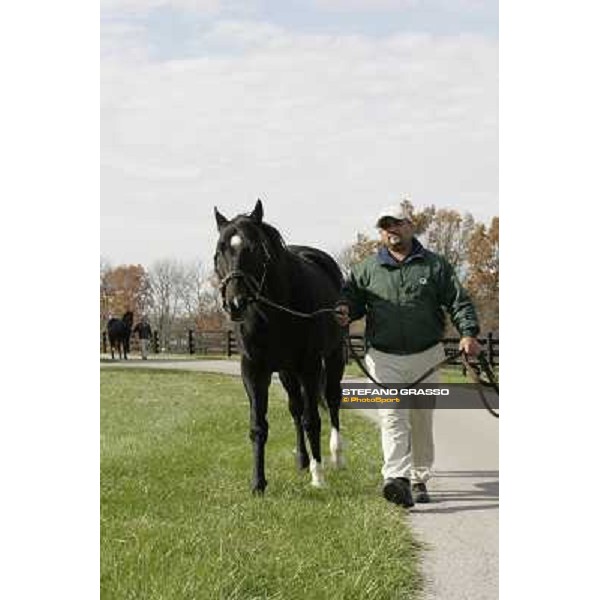 Storm Cat Overbrook Farm Lexington (KY), 6th nov.2006 ph.Stefano Grasso