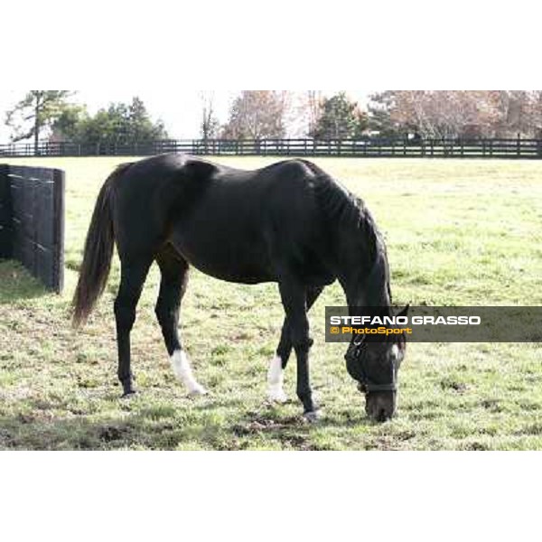 Storm Cat Overbrook Farm Lexington (KY), 6th nov.2006 ph.Stefano Grasso