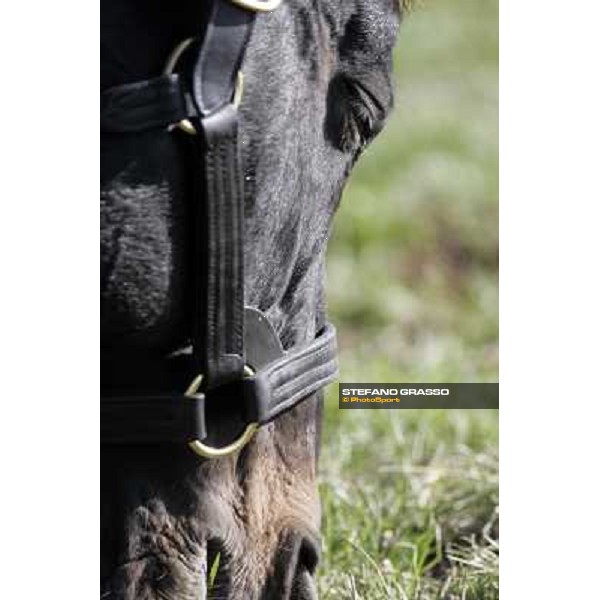 Storm Cat Overbrook Farm Lexington (KY), 6th nov.2006 ph.Stefano Grasso