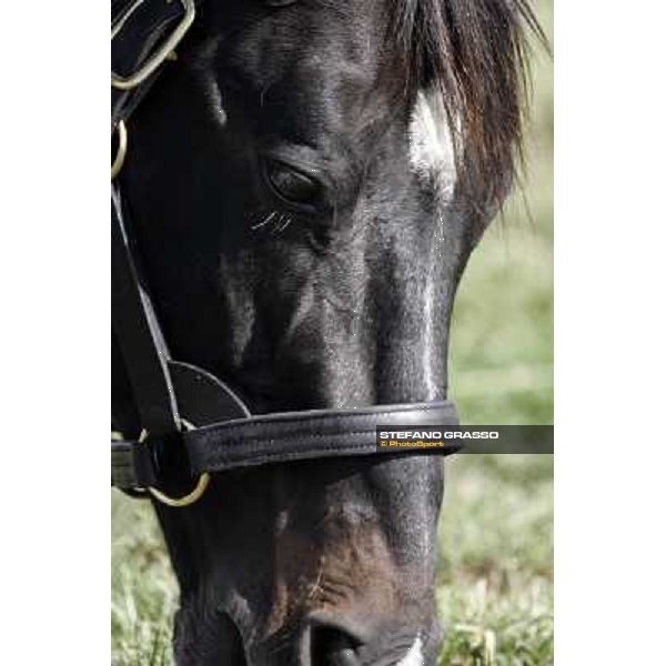 Storm Cat Overbrook Farm Lexington (KY), 6th nov.2006 ph.Stefano Grasso