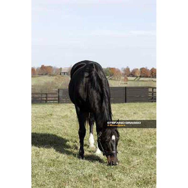 Storm Cat Overbrook Farm Lexington (KY), 6th nov.2006 ph.Stefano Grasso