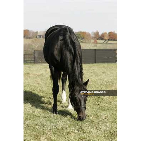 Storm Cat Overbrook Farm Lexington (KY), 6th nov.2006 ph.Stefano Grasso