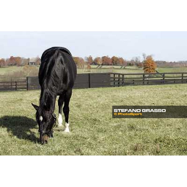 Storm Cat Overbrook Farm Lexington (KY), 6th nov.2006 ph.Stefano Grasso