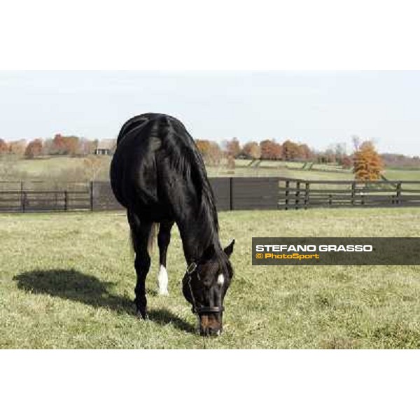 Storm Cat Overbrook Farm Lexington (KY), 6th nov.2006 ph.Stefano Grasso