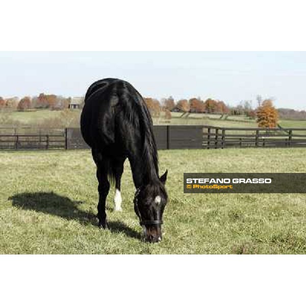 Storm Cat Overbrook Farm Lexington (KY), 6th nov.2006 ph.Stefano Grasso