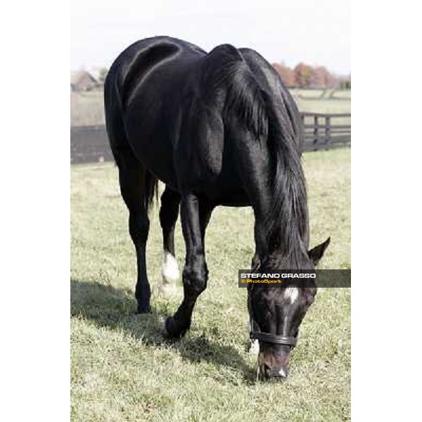 Storm Cat Overbrook Farm Lexington (KY), 6th nov.2006 ph.Stefano Grasso
