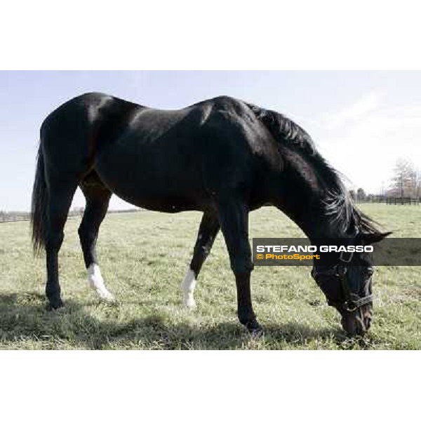 Storm Cat Overbrook Farm Lexington (KY), 6th nov.2006 ph.Stefano Grasso