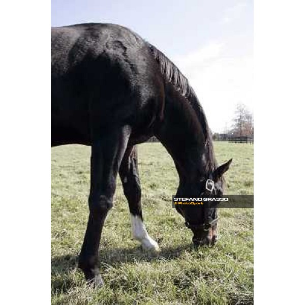 Storm Cat Overbrook Farm Lexington (KY), 6th nov.2006 ph.Stefano Grasso