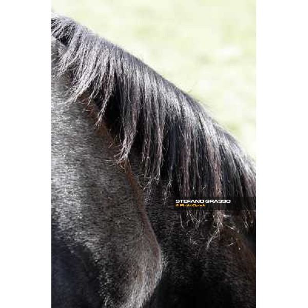 Storm Cat Overbrook Farm Lexington (KY), 6th nov.2006 ph.Stefano Grasso