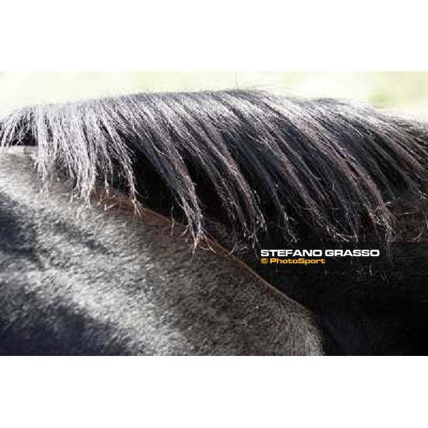 Storm Cat Overbrook Farm Lexington (KY), 6th nov.2006 ph.Stefano Grasso