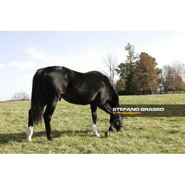 Storm Cat Overbrook Farm Lexington (KY), 6th nov.2006 ph.Stefano Grasso