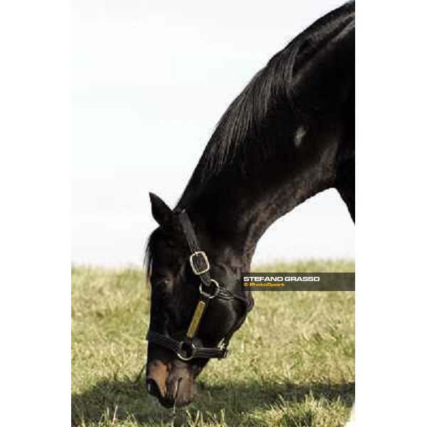 Storm Cat Overbrook Farm Lexington (KY), 6th nov.2006 ph.Stefano Grasso