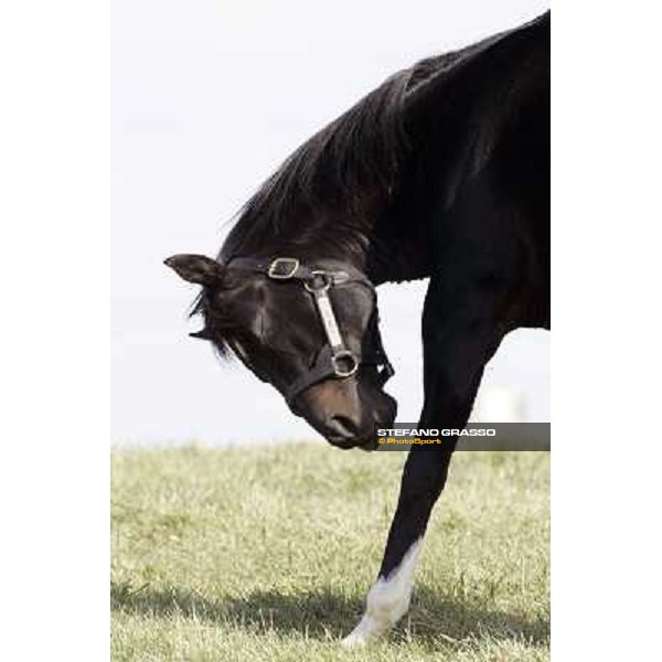 Storm Cat Overbrook Farm Lexington (KY), 6th nov.2006 ph.Stefano Grasso